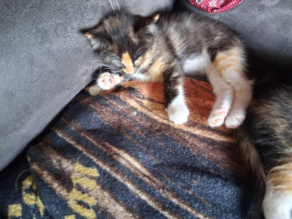 Reeses, 16 weeks, female