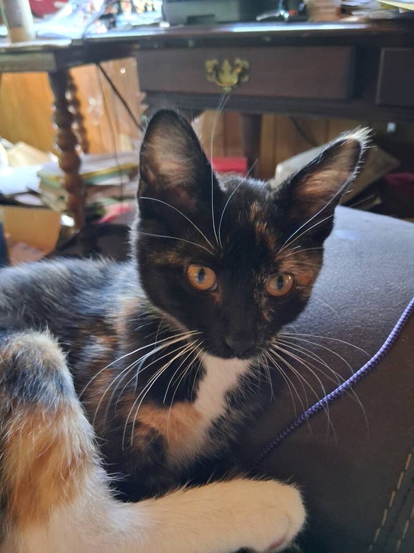 Snickers, 16 weeks, female