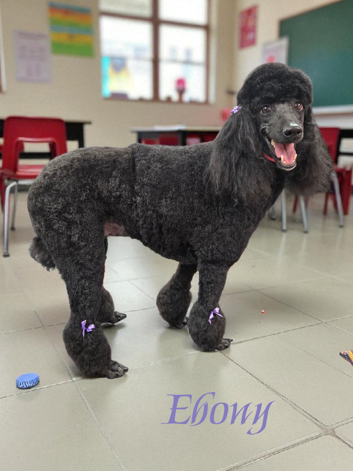 Our Services | Pawsitivity
