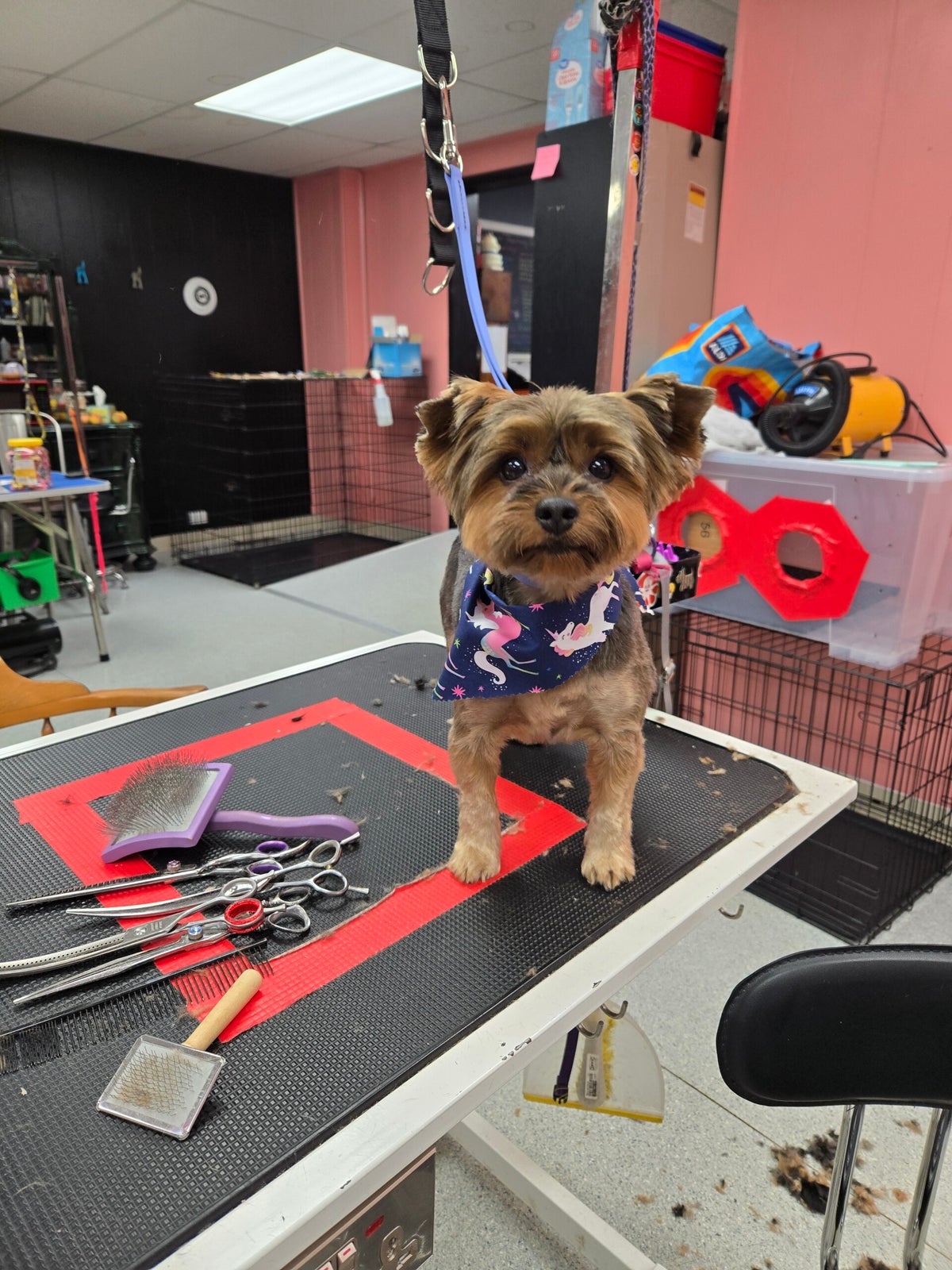 Our Services | Pawsitivity