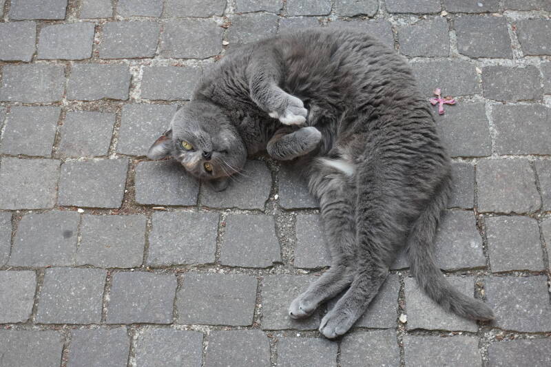 dsc01771-standard.jpg