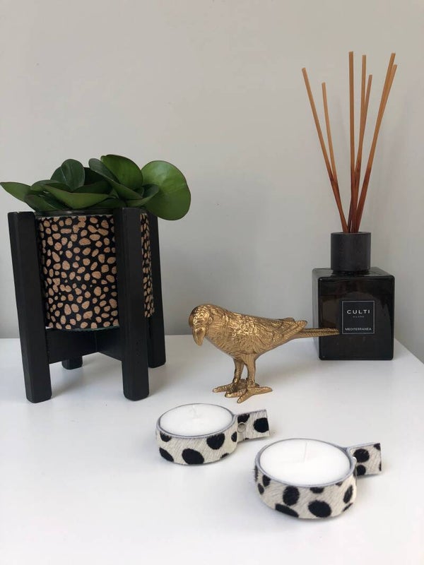 XL theelichten dalmatiër