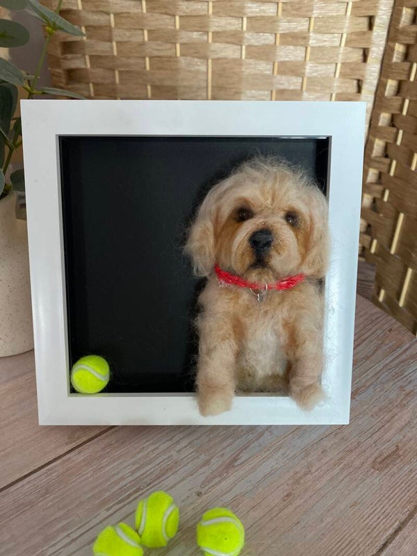 Framed cockapoo with tennis ball