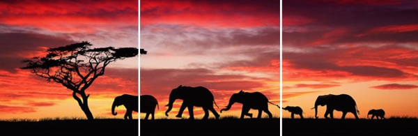 3-Luik olifant