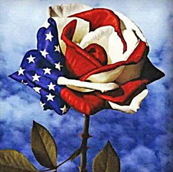 American rose