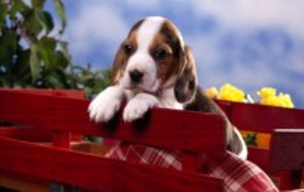 Beagle