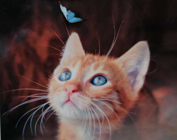 Blue eyes