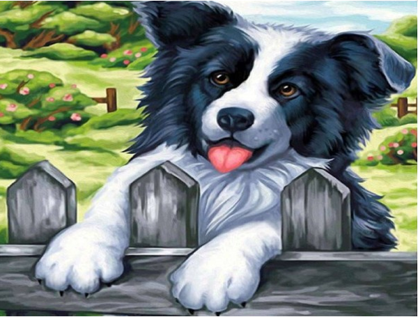 Border collie