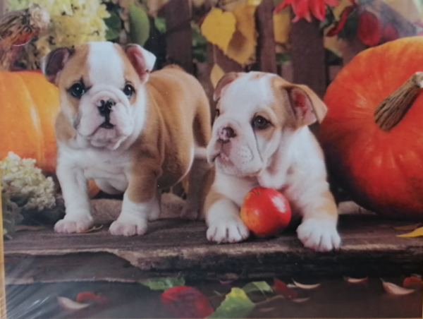 Bulldogs