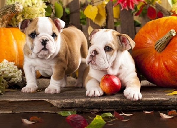 Bulldog puppies
