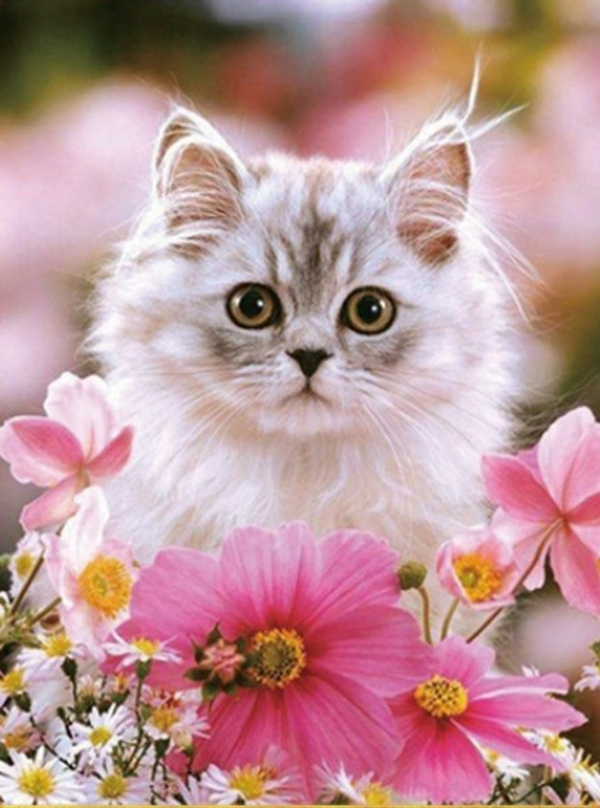 Cat in flowers
