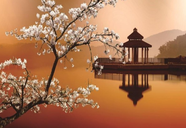 Cherry blossom lake