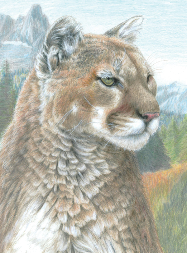 Kleuren op nummer cougar