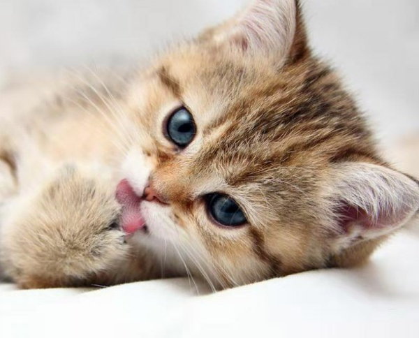 Cute kitten