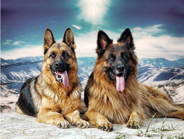 Duitse herders in sneeuw