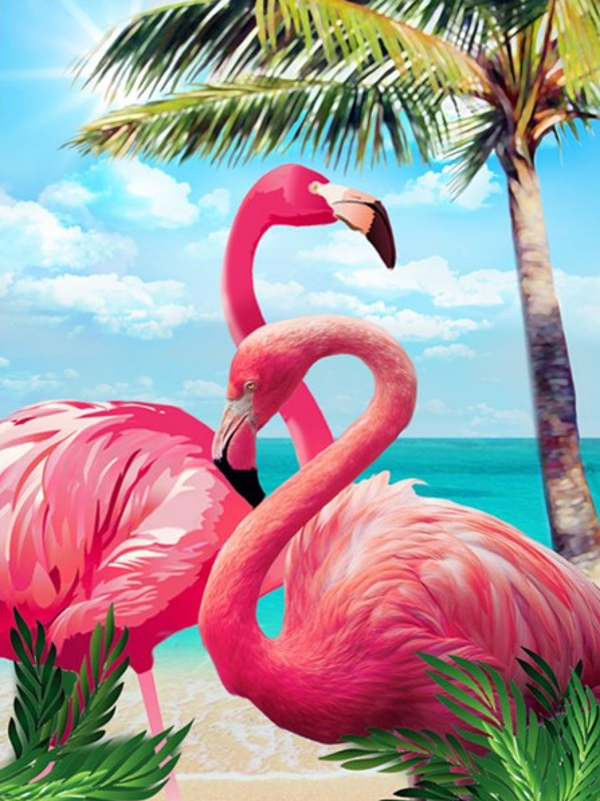 Flamingos