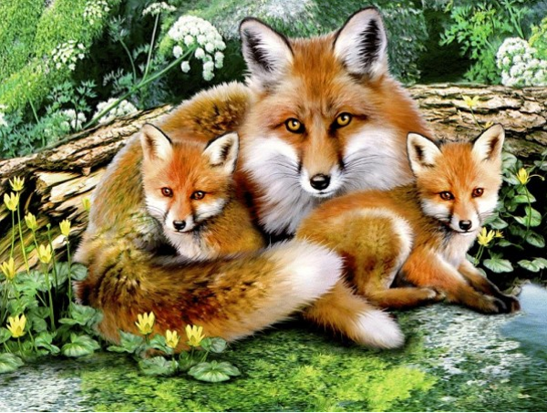 Foxes