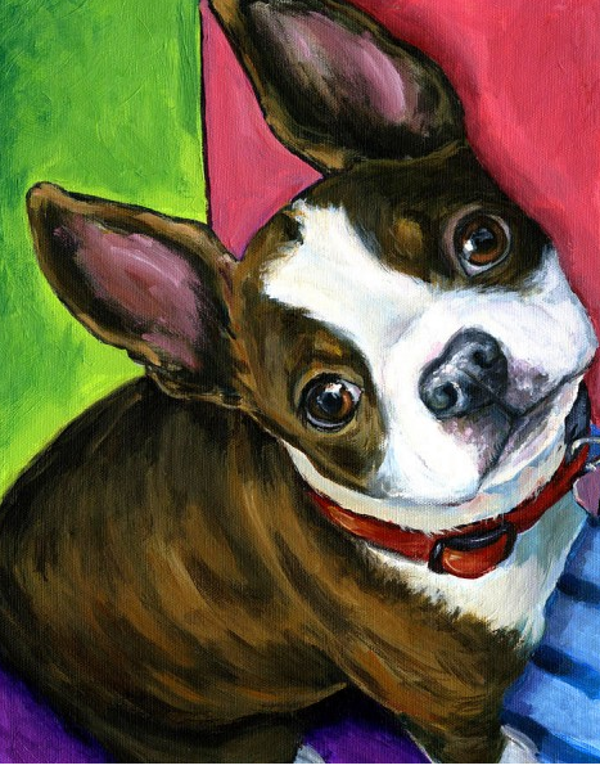franse bulldog