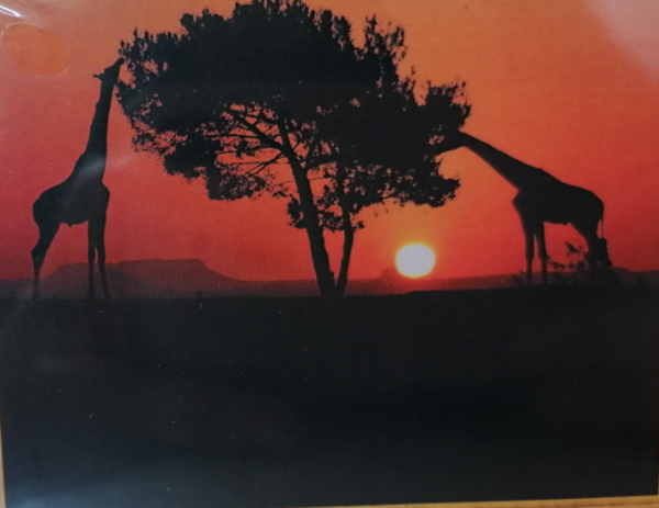 Giraffen