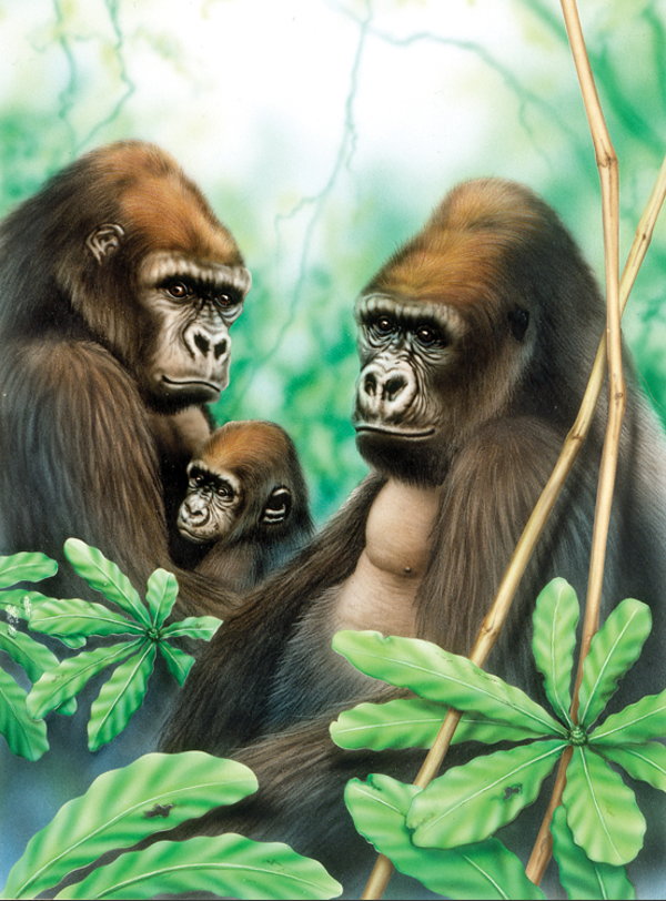 Schilderen op nummer Gorilla's