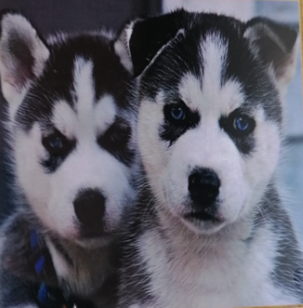 vierkante steentjes Husky pups