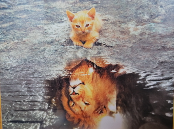 Kitten / leeuw