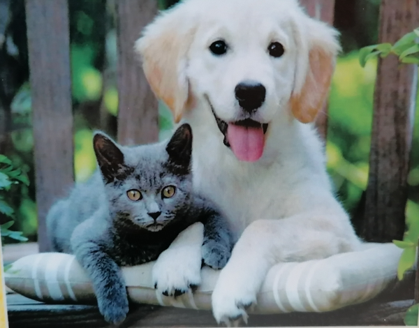 Kitten/puppy