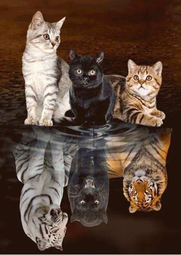 Kittens-big cats