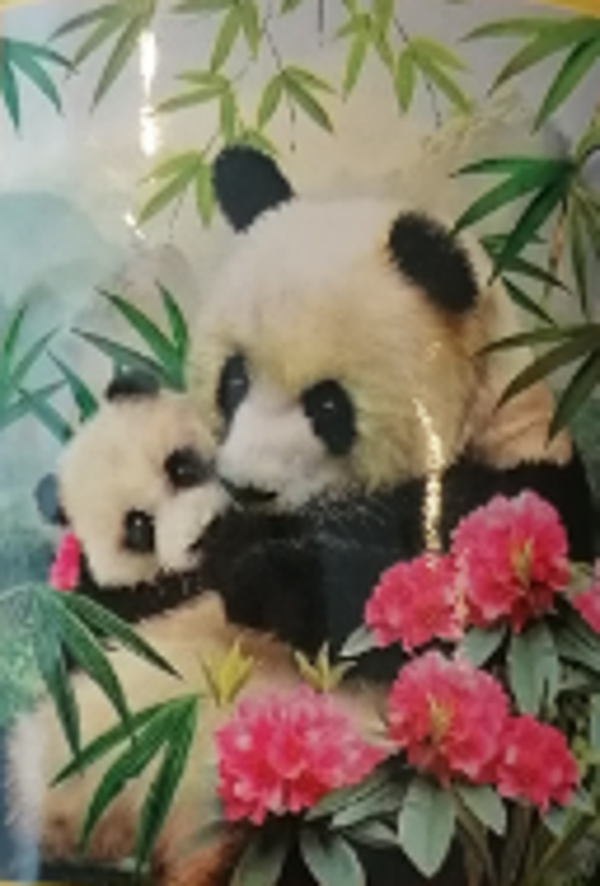 Knuffelende panda's