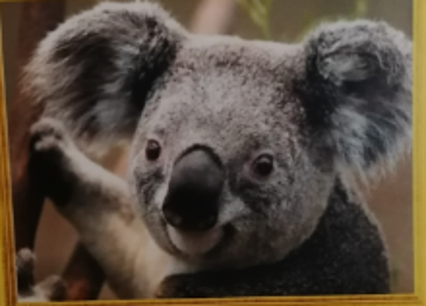 Koala