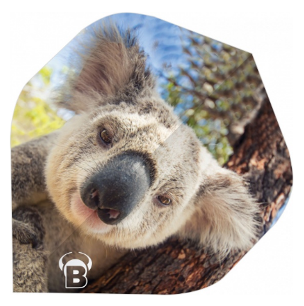 Bull's flight koala