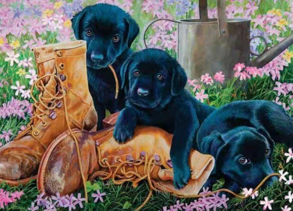 Labrador puppies