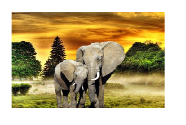 Diamond Painting Canvas 40x30cm - Painting 35x25cm Elephant
