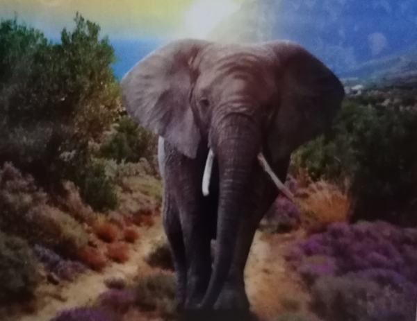 Olifant