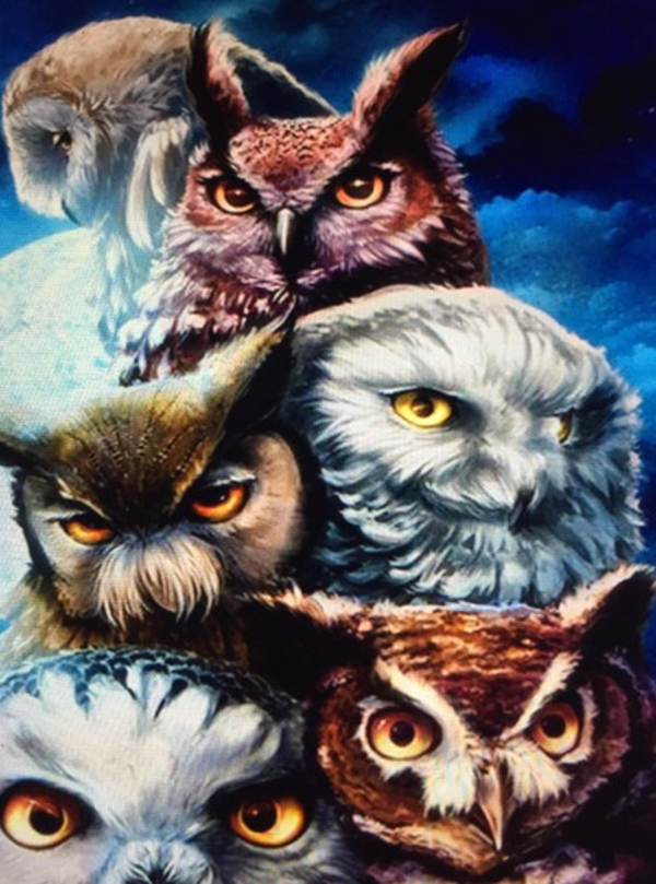 owls