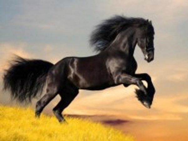 Zwart paard in galop