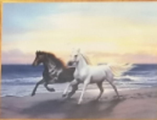 paarden