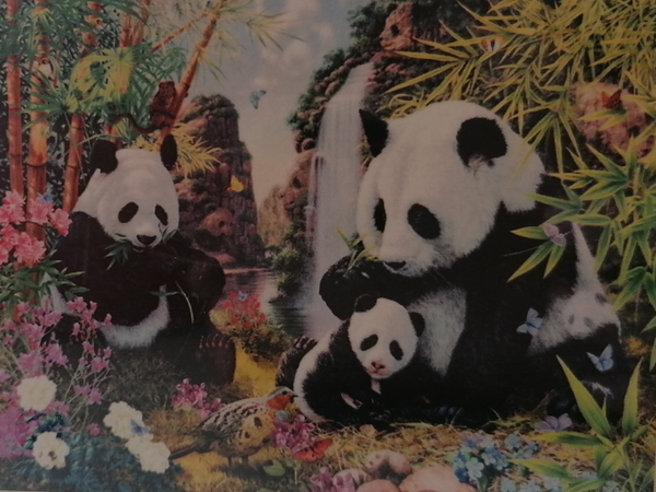 Panda familie