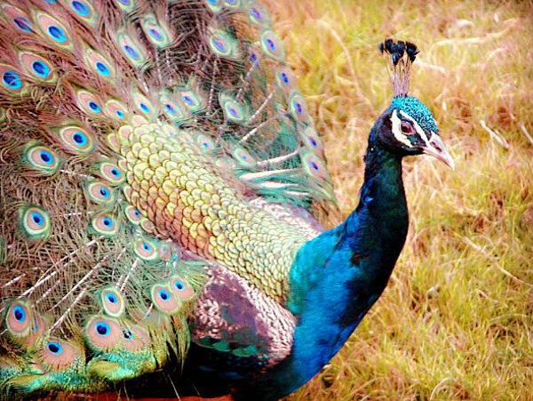 Peacock