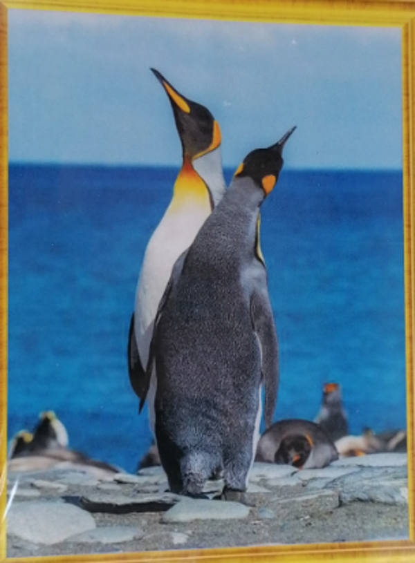 Pinguins