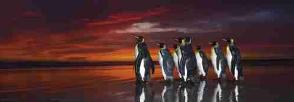 Puzzel pinguins 1000st