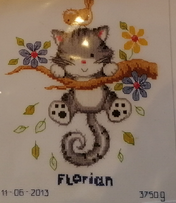 telpakket poes in boom