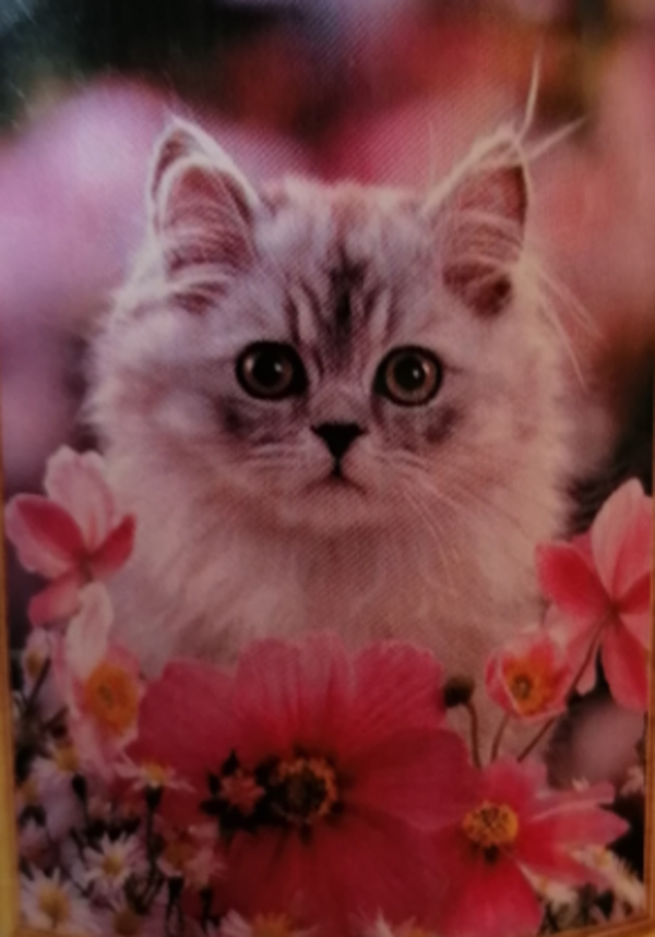 Poes tussen bloemen