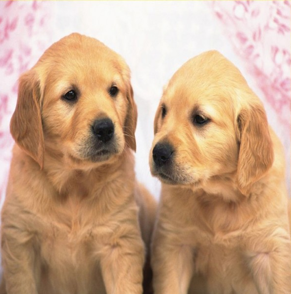 Puppies