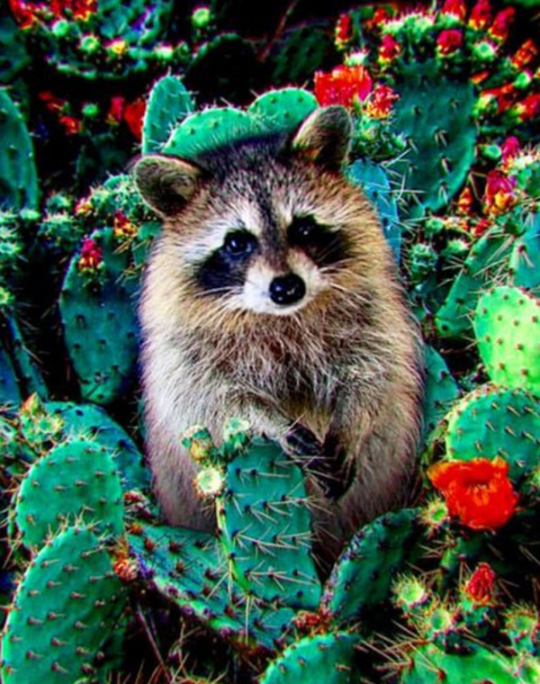 racoon