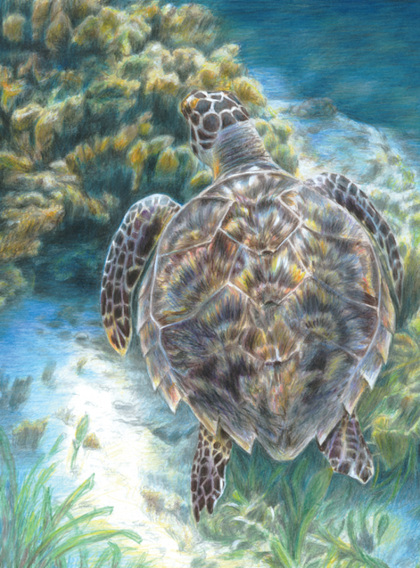 Kleuren op nummer Sea turtle