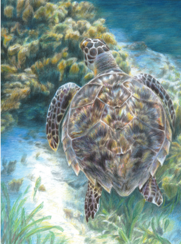 Kleuren op nummer sea turtle