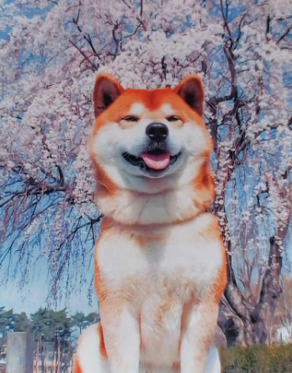 Shiba inu