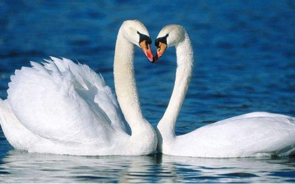 Swans
