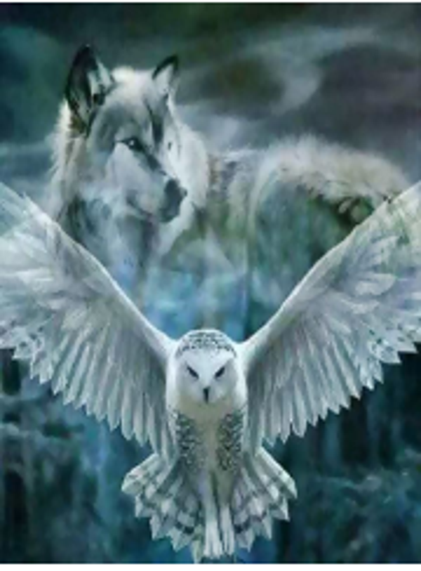Uil / Wolf